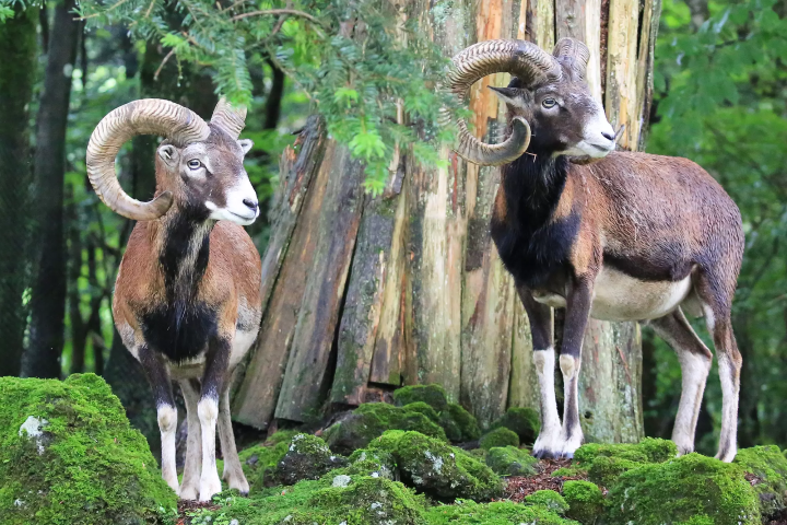 雨の日の「富士サファリパーク」の楽しみ方!