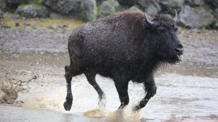 雨の日の「富士サファリパーク」の楽しみ方!