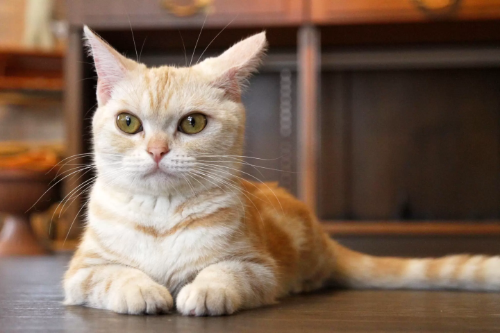 雨の日の「富士サファリパーク」の楽しみ方!