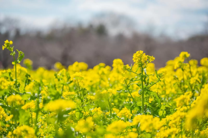 國營昭和紀念公園 2026 花卉節
