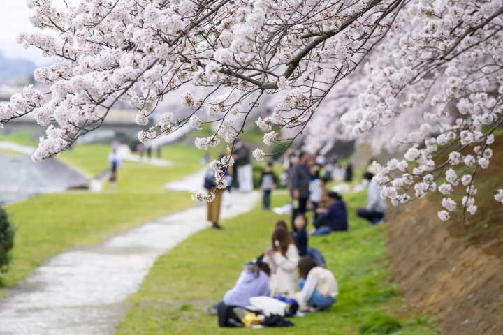 Hanami picnic