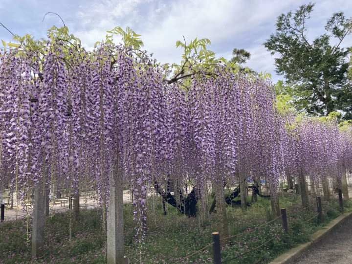 [ Kusatsu City Shiga Prefecture ] Spring isn't just about cherry blossoms! 4 recommended spots to see blooming wisteria