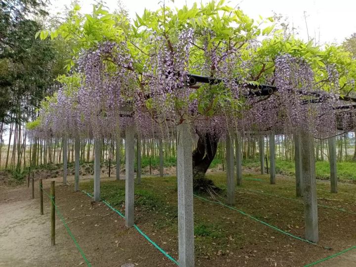 [ Kusatsu City Shiga Prefecture ] Spring isn't just about cherry blossoms! 4 recommended spots to see blooming wisteria