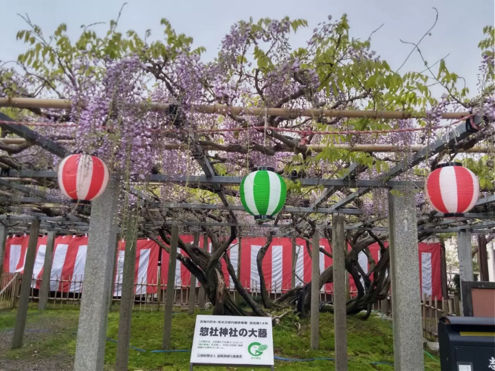 [ Kusatsu City Shiga Prefecture ] Spring isn't just about cherry blossoms! 4 recommended spots to see blooming wisteria
