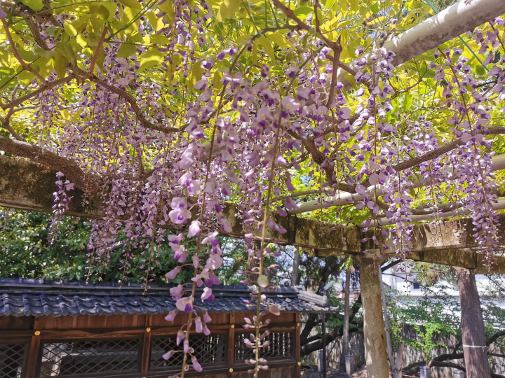 [ Kusatsu City Shiga Prefecture ] Spring isn't just about cherry blossoms! 4 recommended spots to see blooming wisteria