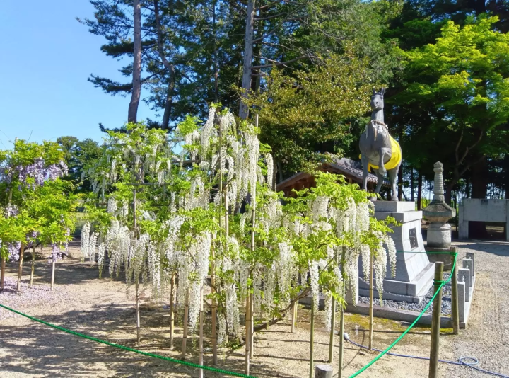 Kusatsu, Shiga: Spring Isn't Just Cherry Blossoms! 4 Top Wisteria Spots