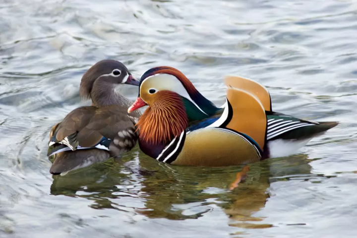 【鳥取・米子】走入大山山麓與日野川上游區域，探訪山間自然風景