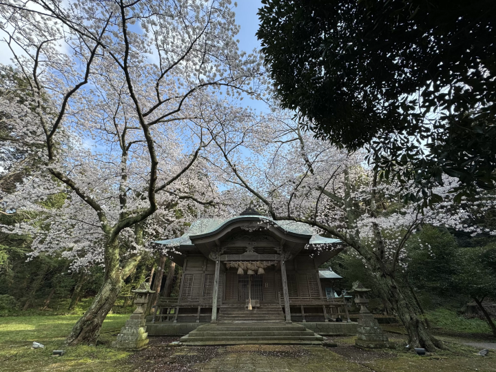 【2026年4月開催】島根県・西ノ島町の恒例イベント「国賀びらきフェスタ」を紹介