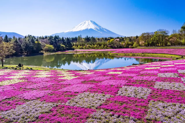 Fuji Pink flower festival
