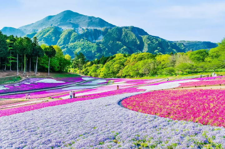 Chichibu pink and purple flower fields