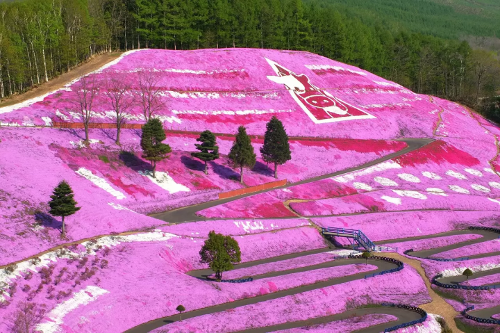 Hokkaido pink flower fields