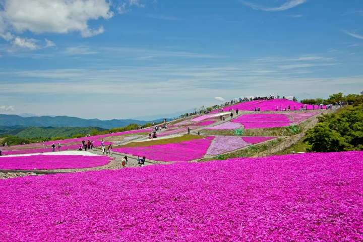 Aichi pink flower fields