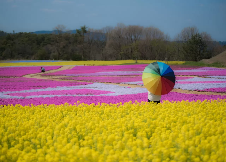 Hiroshima pink and purple flower fields