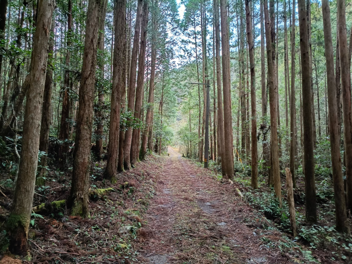 [ Tosashimizu City, Kochi Prefecture ] How to get to Izu Shrine and important points to note