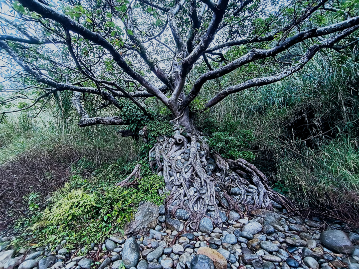 【土佐清水市高知县】如何到达抱石处