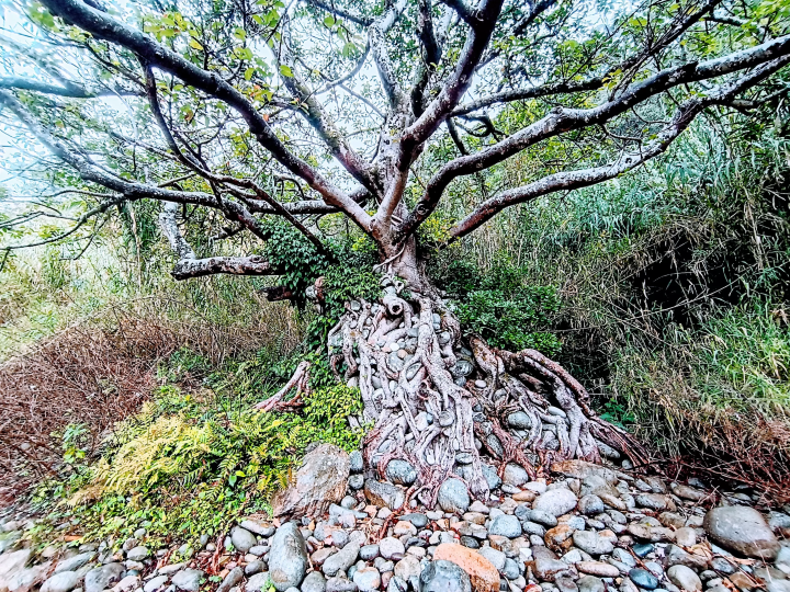 [ Tosashimizu City, Kochi Prefecture ] How to get to the stone-holding acou