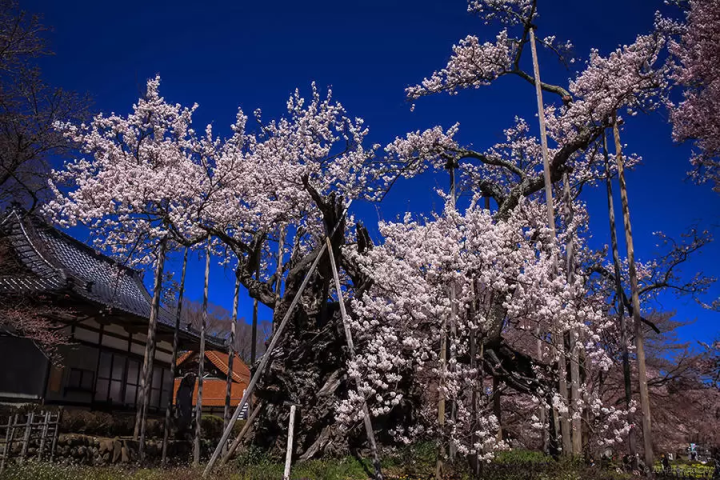 [Mount Yatsugatake Cherry Blossom Spots] A 2- Tomari/1-night itinerary visiting the Yamadaka Jindai Cherry Tree and Takaharu cafes and bakeries