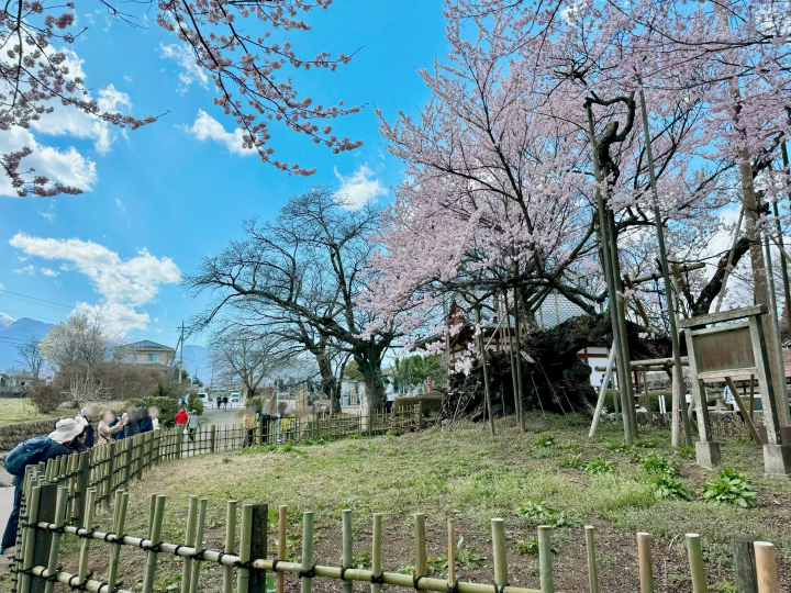 ทริปเที่ยวโฮคุโตะ 2 วัน 1 คืน: ตระเวนเช็คอินซากุระ 2,000 ปี พร้อมคาเฟ่และร้านขนมปังเจ้าดัง!