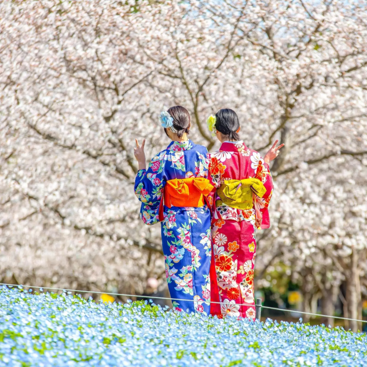 櫻花季節體驗和服與茶道