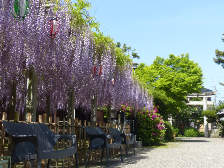 Kusatsu, Shiga: Spring Isn't Just Cherry Blossoms! 4 Top Wisteria Spots