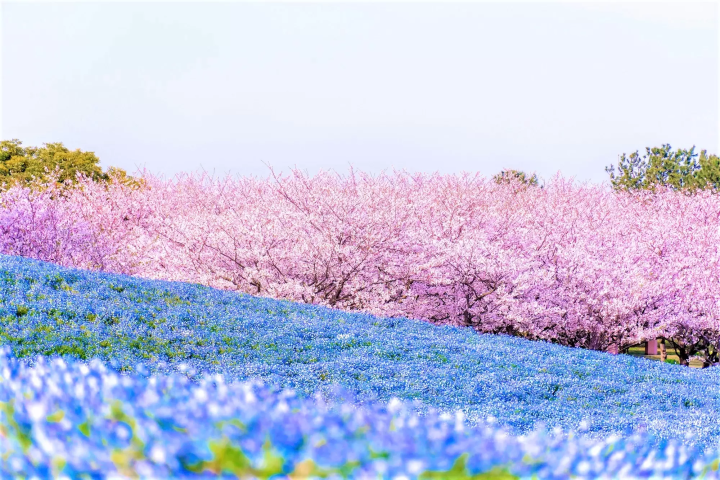 [From Hakata Station to breathtaking spring scenery!] 4 recommended Fukuoka sightseeing spots where you can be soothed by flowers, and hotels in Hakata that are perfect as your base.