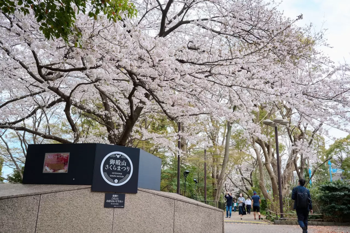 Gotenyama Cherry Blossom Festival