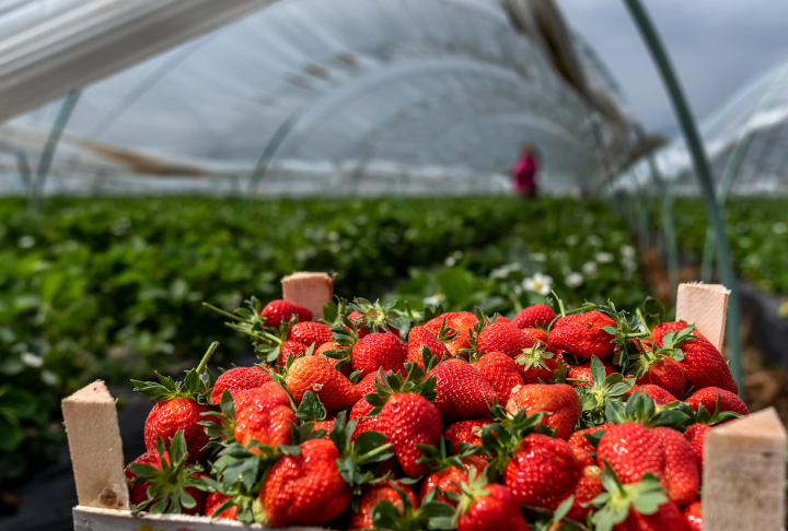 【由 TripToJapan 监督】春天出行的绝佳选择！大阪 3 个必游景点！