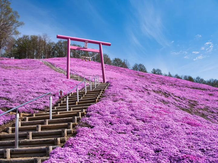 Higashimokoto pink torii