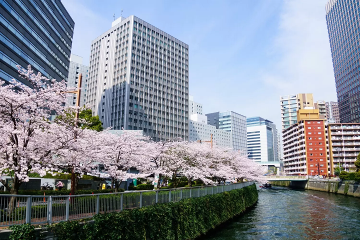 5 Hidden Cherry Blossom Spots in Tokyo Without Crowds 2026