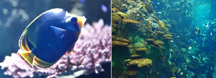 [2025 Latest] Don’t Miss in Osaka! Kaiyukan Aquarium & Tempozan Giant Ferris Wheel