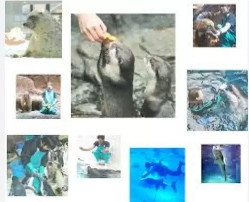 [2025 Latest] Don’t Miss in Osaka! Kaiyukan Aquarium & Tempozan Giant Ferris Wheel