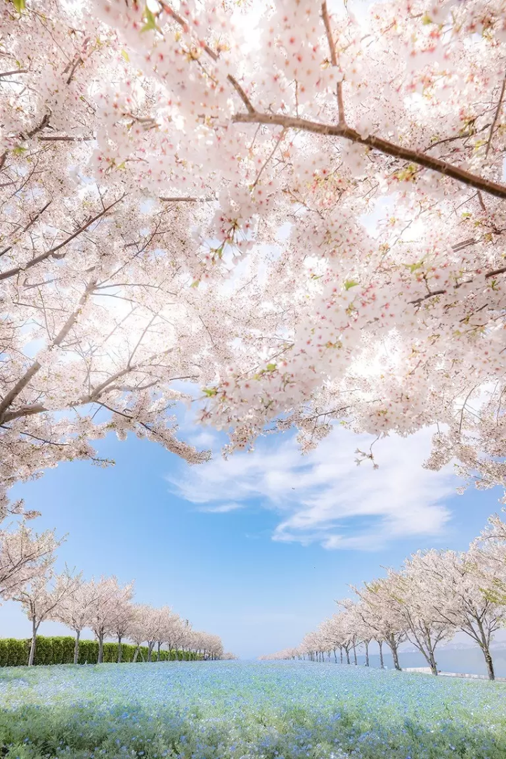  Osaka Nemophila Festival 2026
