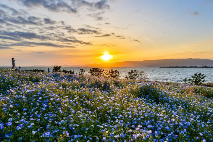  Osaka Nemophila Festival 2026