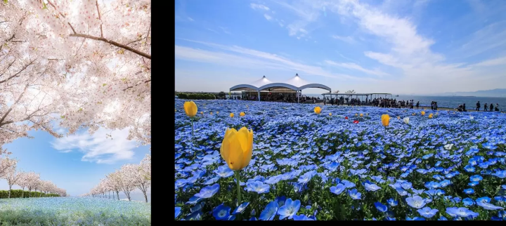  Osaka Nemophila Festival 2026
