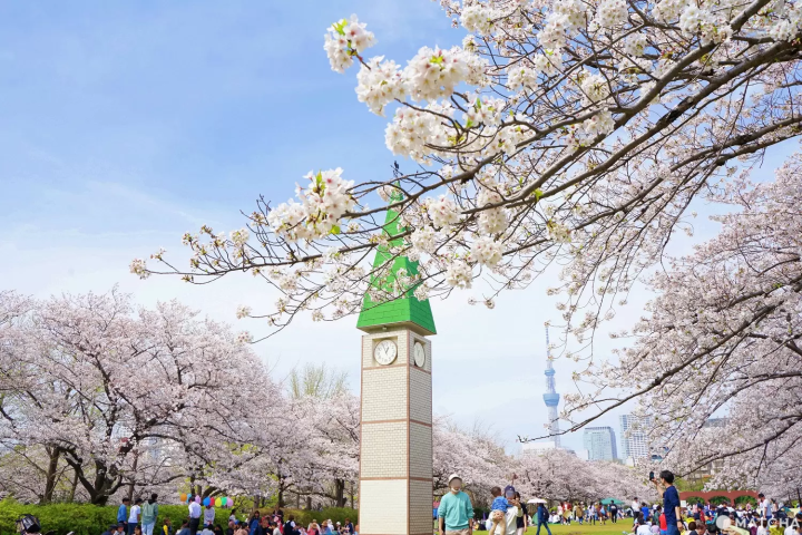 Sarue Park cherry blossoms