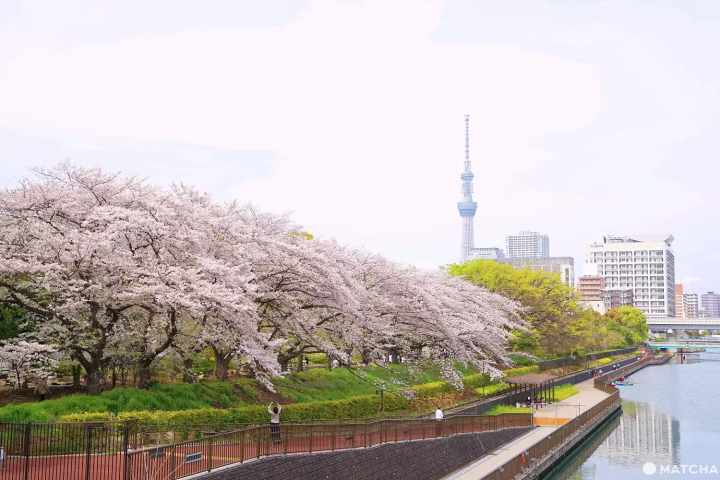 Sarue Park cherry blossoms