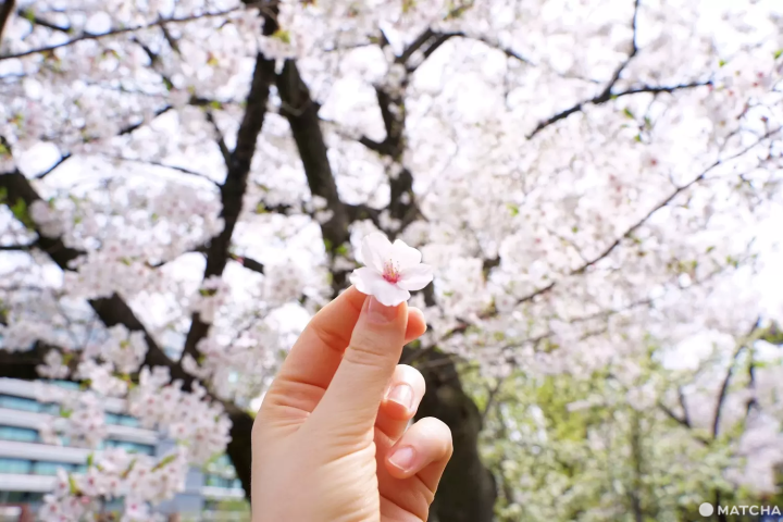 Sarue Park cherry blossoms
