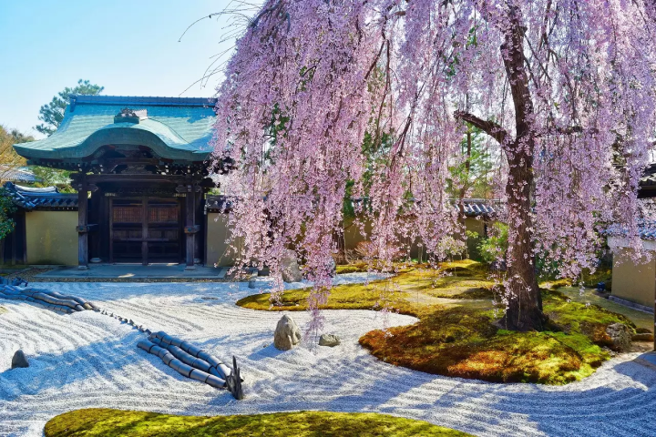 Kodai-ji Temple Cherry Blossoms