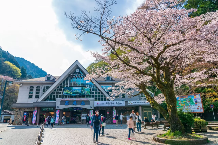 Cherry Blossoms at Mount Takao