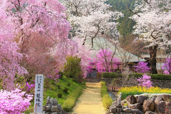 Akiruno Cherry Blossoms