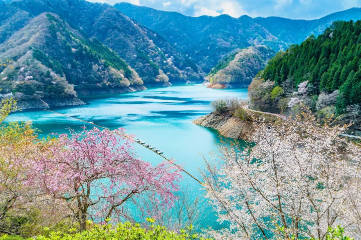 Okutama Cherry Blossoms