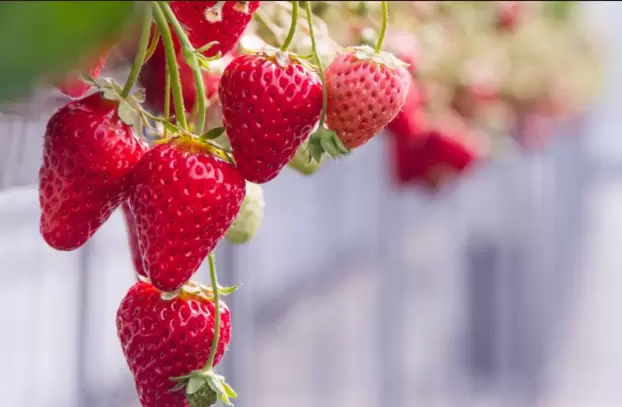 [นั่งรถไฟจาก เกียวโต 20 นาที] มาเปรียบเทียบสตรอว์เบอร์รี 3 ชนิดที่แตกต่างกัน! เพลิดเพลินไปกับประสบการณ์เก็บสตรอว์เบอร์รีและขนมหวานสตรอว์เบอร์รีแสนอร่อย♪