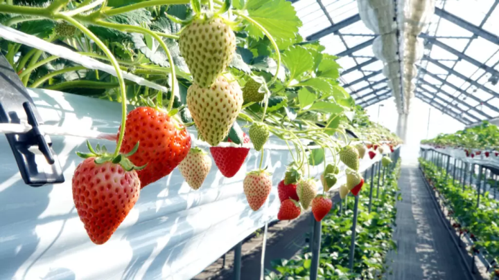 [ 교토 에서 기차로 20분 거리] 세 가지 종류의 딸기를 비교해 보세요! 딸기 따기 체험과 맛있는 딸기 디저트도 즐겨보세요♪