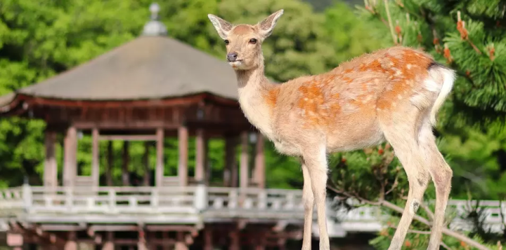 【2026年3月起生效】入境遊客可購買包含特快列車車費的電子票。