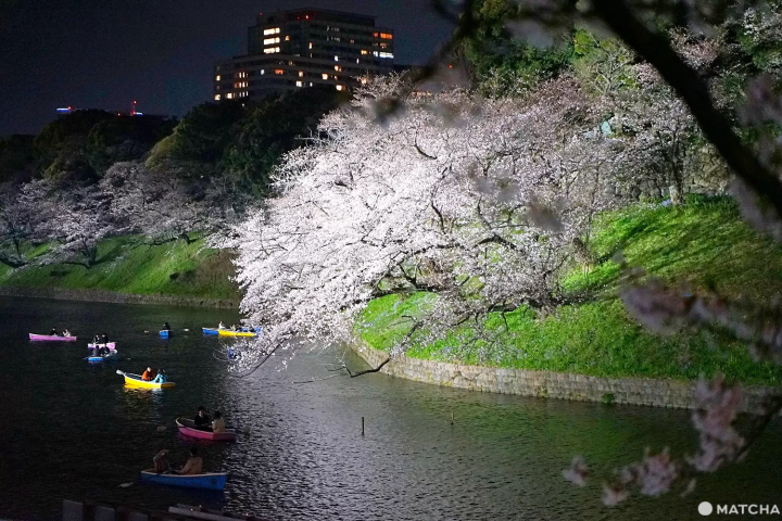 Chidorigafuchi cherry blossom light-up