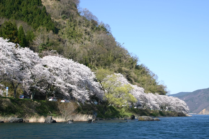 【2026年版】京都近郊賞櫻秘境5選|琵琶湖絕美櫻花景點,享受寧靜花見體驗