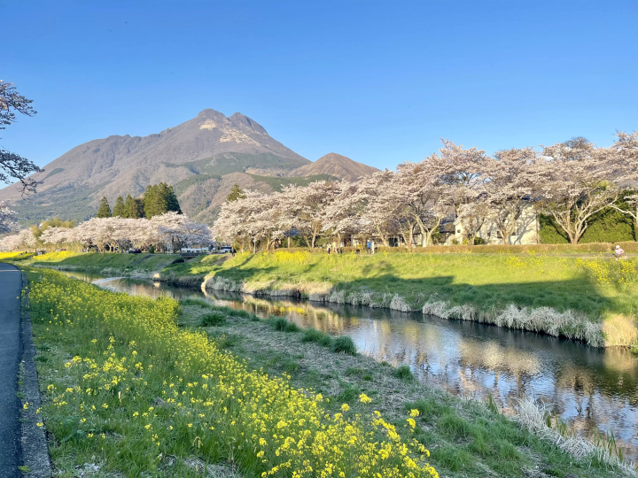 【由布院】現在正是賞櫻的最佳時節！從布院站出發的經典賞櫻漫步路線。