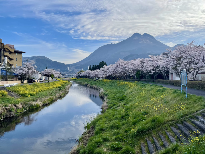 從禦幸橋上看到的櫻花樹 