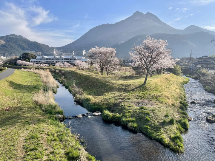 從城橋上眺望三角洲的櫻花。 