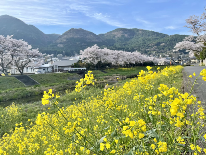 2026年4月3日，大分川沿岸的櫻花和油菜花盛開 